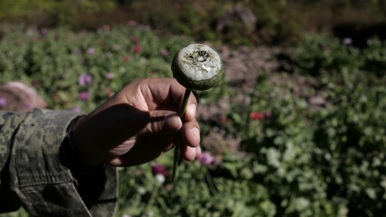 Le Monde: афганские талибы нацелились на контроль над опиумными плантациями