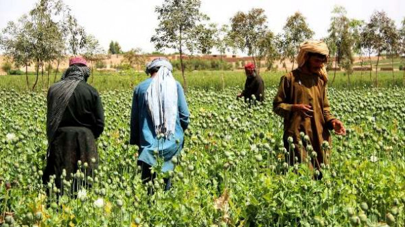 Афганистан открыл «опиумные шлюзы»: талибы ответили США своим средством давления