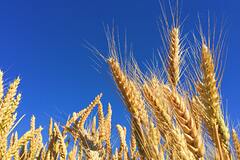 На Украине раскрыли планы о поставках по «зерновому коридору»
