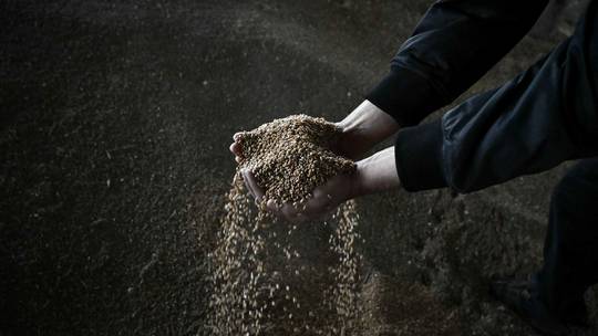 EU country reveals losses from Ukrainian grain imports