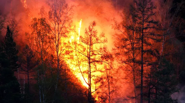 В России потушили 48 природных пожаров за сутки