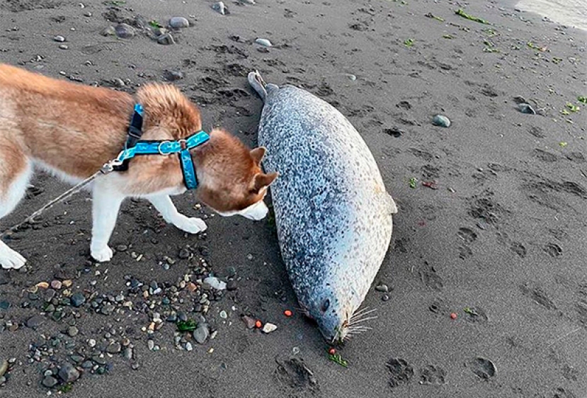 «Там просто тонны мертвых животных». Океан на Камчатке отравлен, пляжи завалены трупами рыб. Что о катастрофе говорят местные жители?