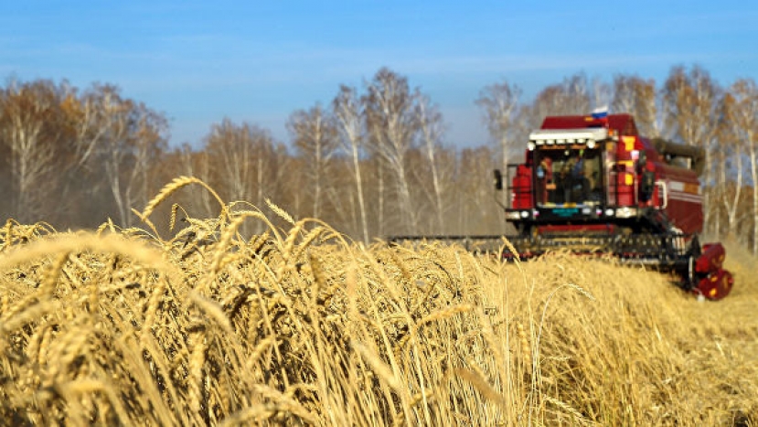 Ирак заинтересован в поставках российской пшеницы твердых сортов