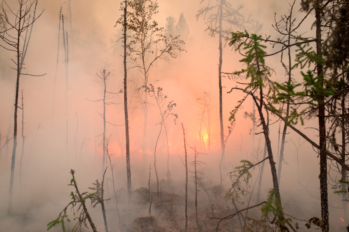 «В болоте сидим, чтоб не поджариться». Эти люди спасают российский лес: репортаж из горящей тайги