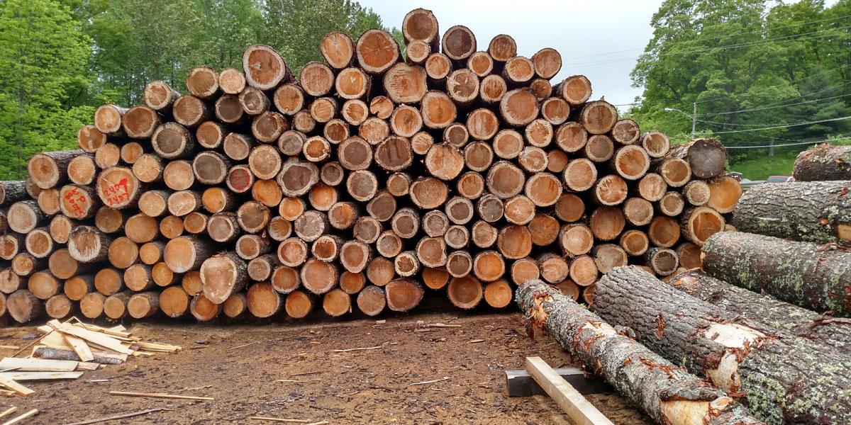 Россия столкнулась с дефицитом древесины