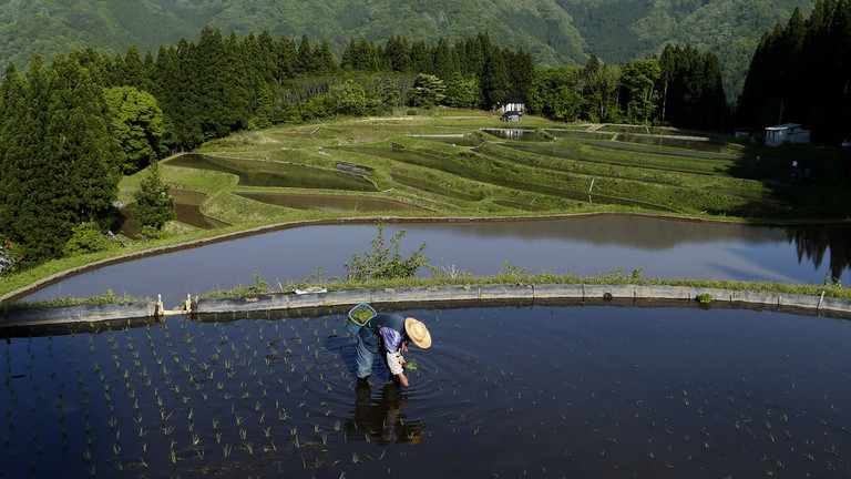 Japan’s farmers to switch from rice to wheat – media