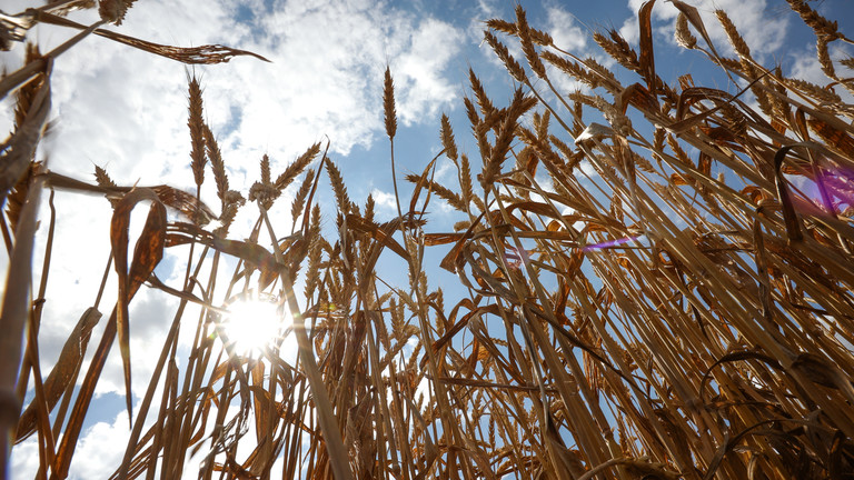 Russia explains how Black Sea grain deal can be restarted