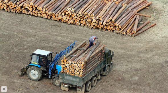 В Сибири зафиксирован самый высокий в РФ объем нелегальных лесозаготовок
